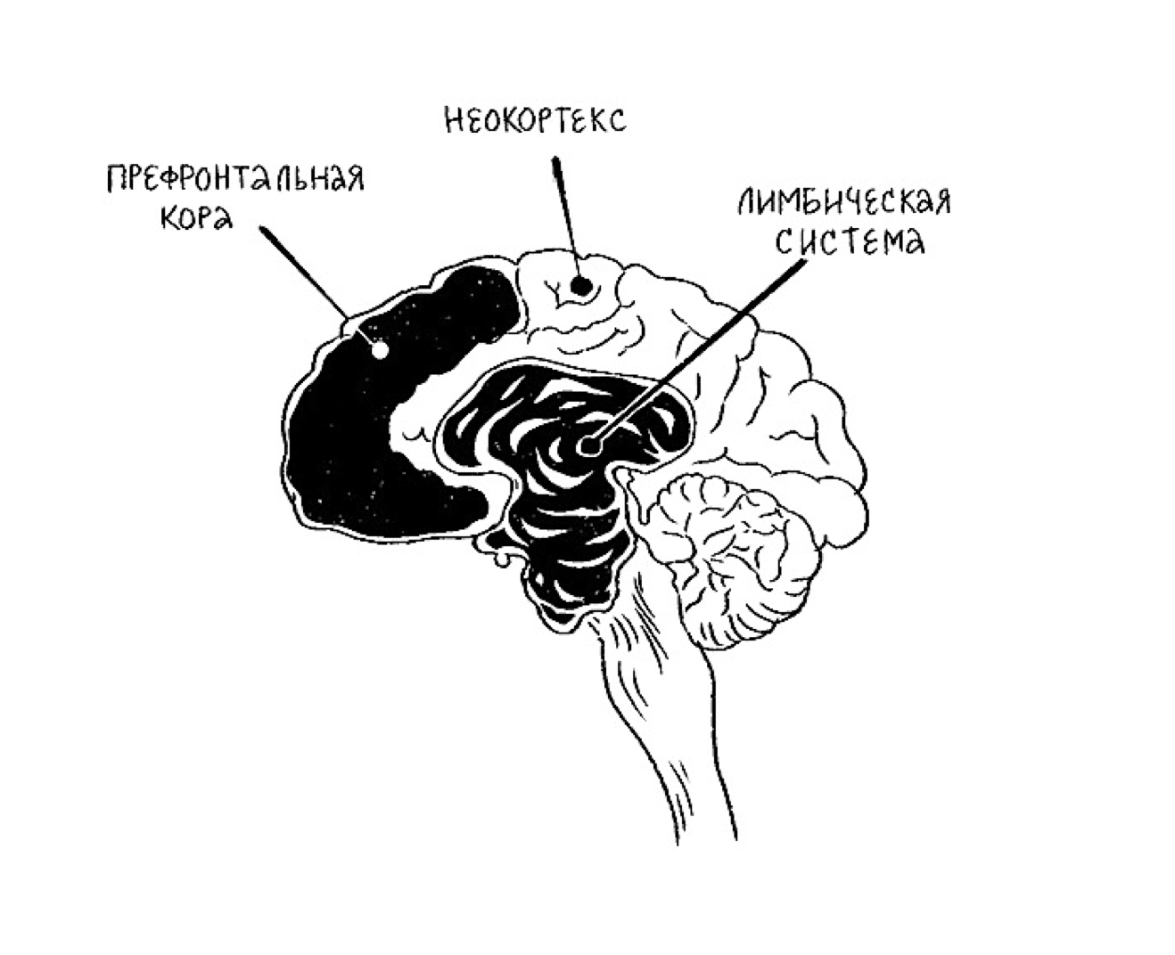 Лимбическая система и неокортекс мозга.